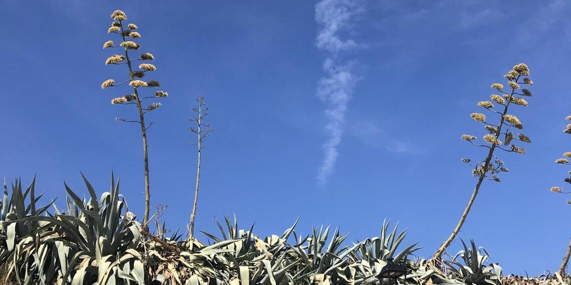 Blues skies and Kranz Aloe on the outskirts of Osuna